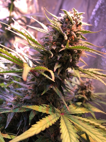 Growreport Bild 5