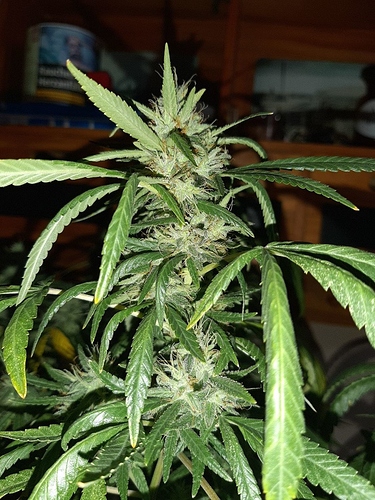 Growreport Bild 3