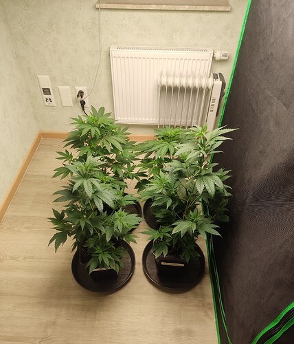 Growreport Bild 5