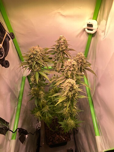 Growreport Bild 3
