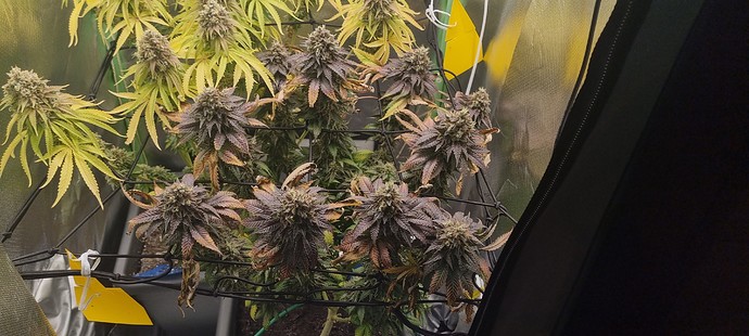 Growreport Bild 4