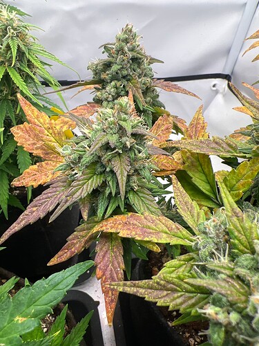 Growreport Bild 2