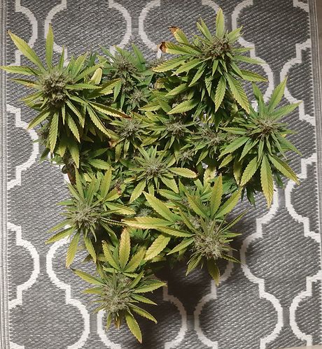 Growreport Bild 2