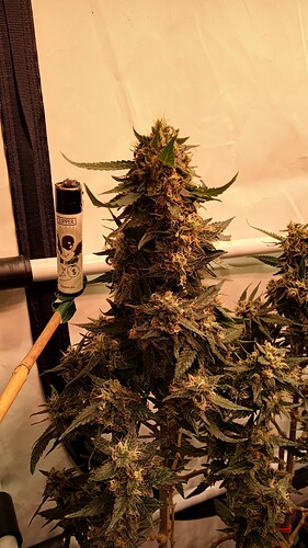 Growreport Bild 31