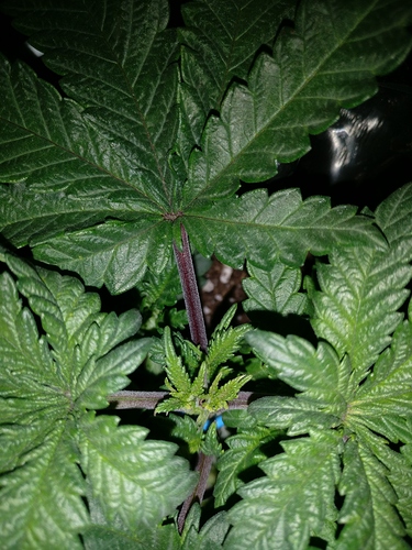 Growreport Bild 1