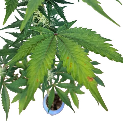 Growreport Bild 3
