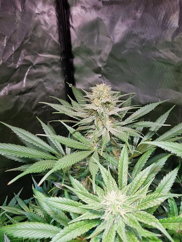 Growreport Bild 23
