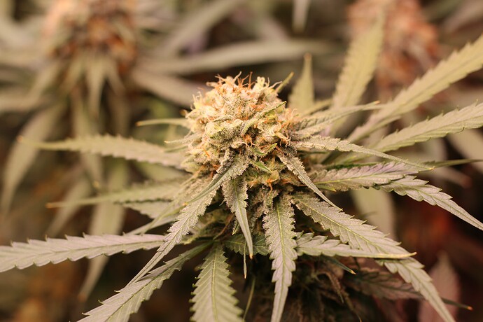 Growreport Bild 16