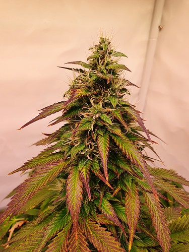 Growreport Bild 16
