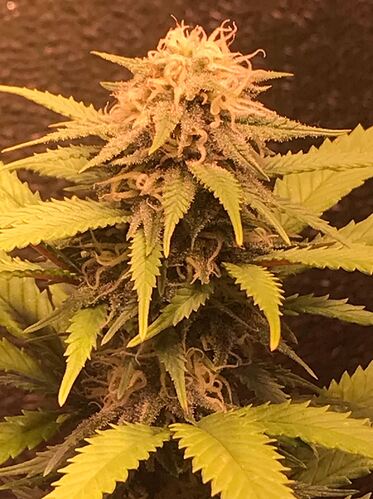 Growreport Bild 3