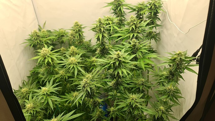 Growreport Bild 4