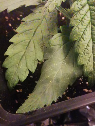 Growreport Bild 9