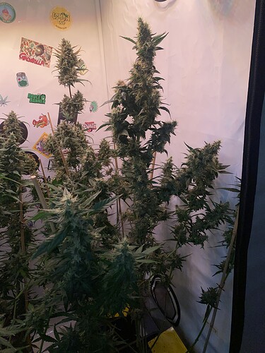 Growreport Bild 4