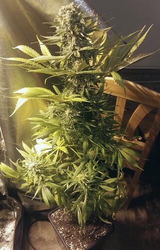 Growreport Bild 1