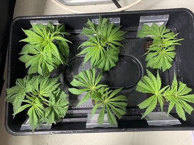 Growreport Bild 18