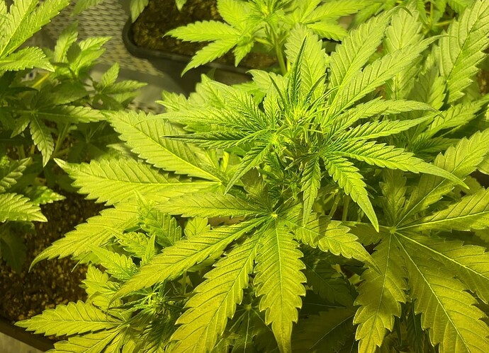 Growreport Bild 8