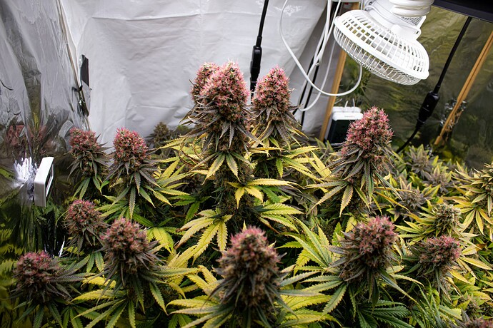 Growreport Bild 6