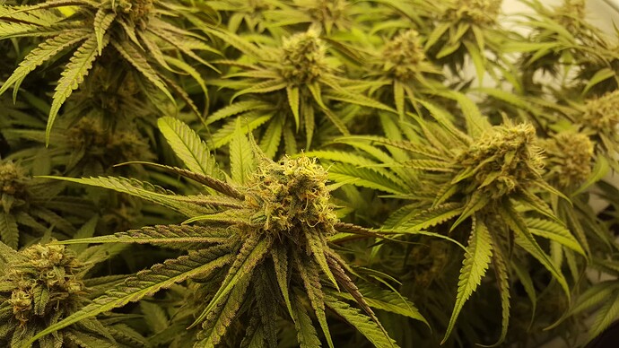 Growreport Bild 3