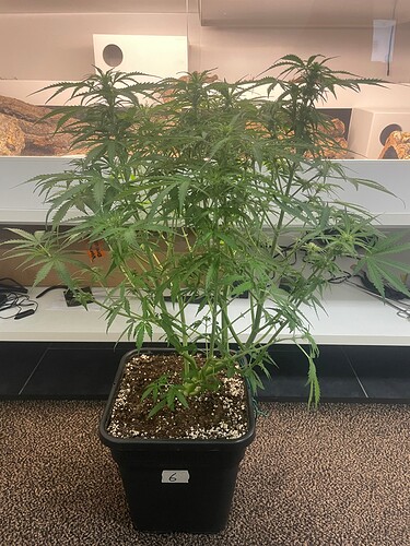 Growreport Bild 19