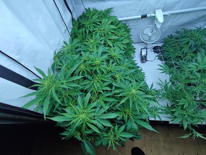 Growreport Bild 36