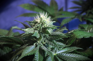 Growreport Bild 31
