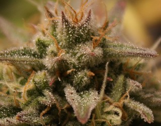 Growreport Bild 9