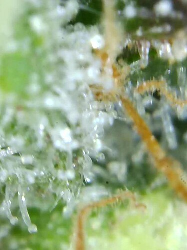 Growreport Bild 13