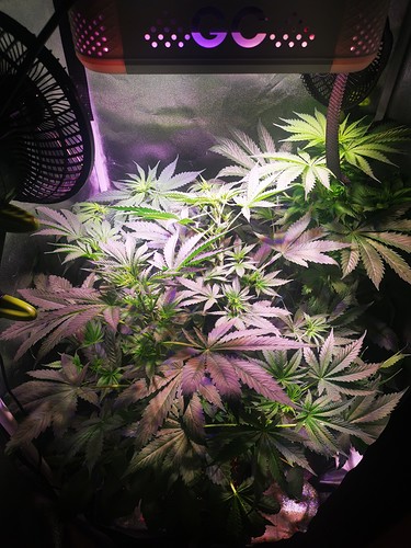 Growreport Bild 7
