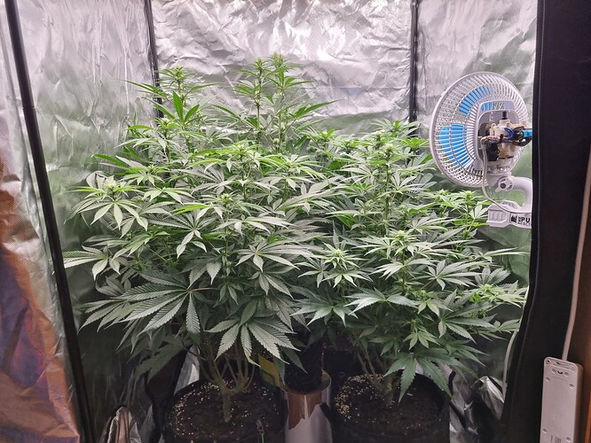 Growreport Bild 58