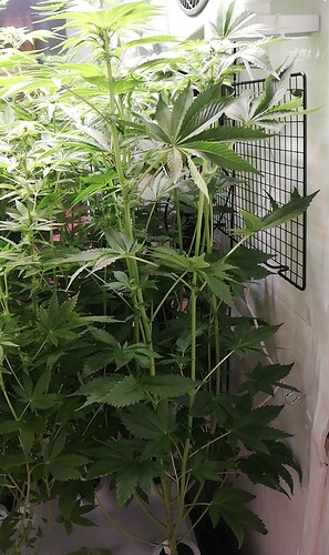 Growreport Bild 6