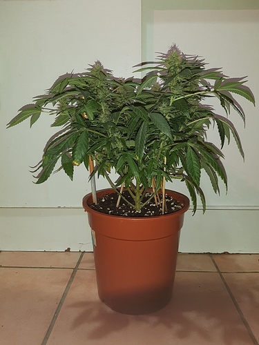 Growreport Bild 1