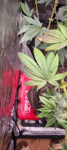 Growreport Bild 32
