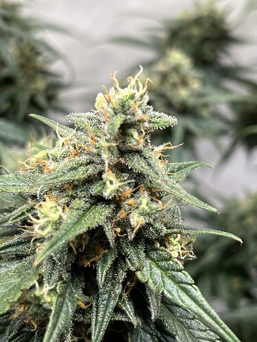 Growreport Bild 31