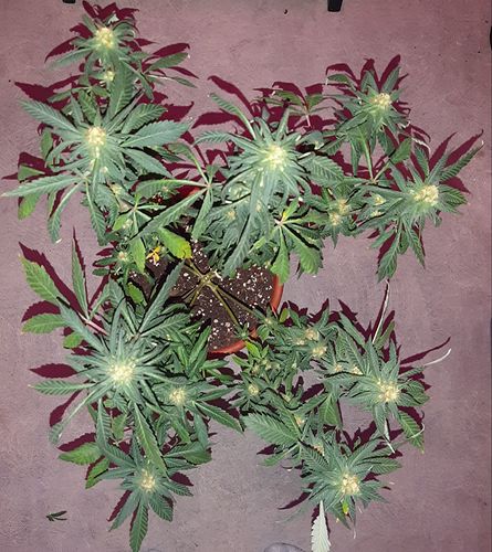 Growreport Bild 2