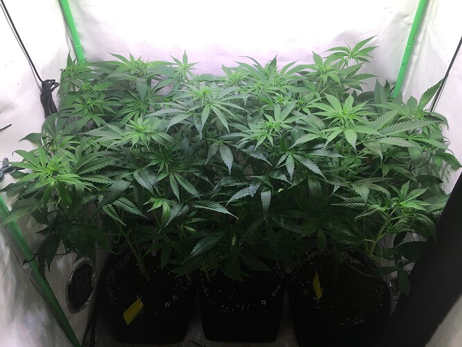 Growreport Bild 16