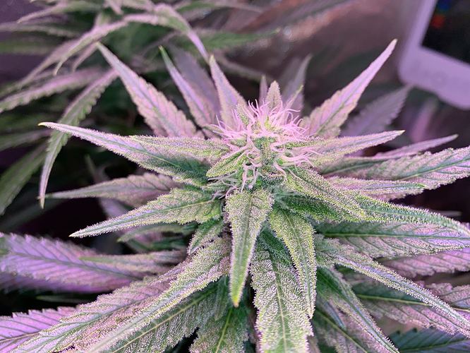 Growreport Bild 28