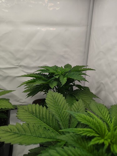 Growreport Bild 3