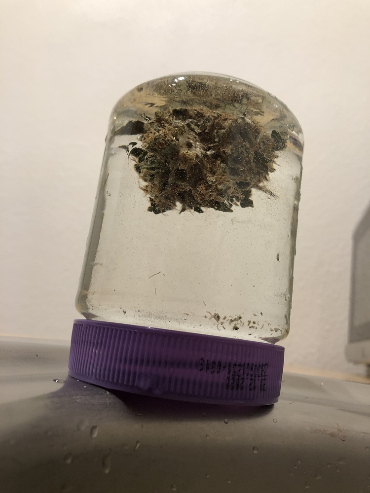 Growreport 4x OG Kush 25L RQS Plagron mit CMH 315W