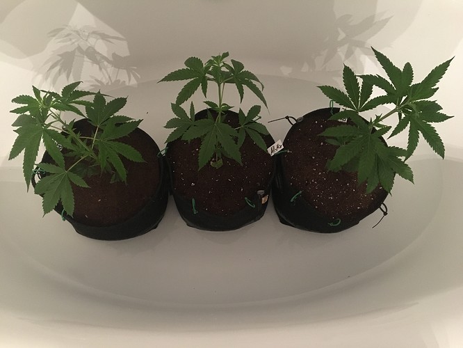 Growreport Bild 2