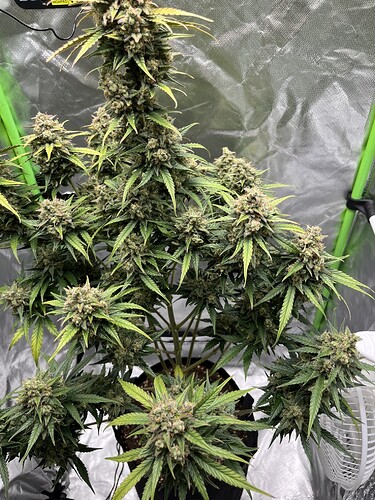 Growreport Bild 32
