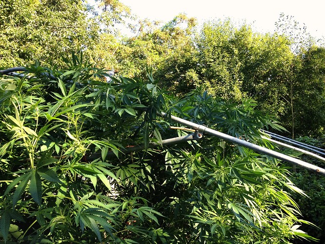 Growreport Bild 8