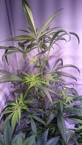 Growreport Bild 5