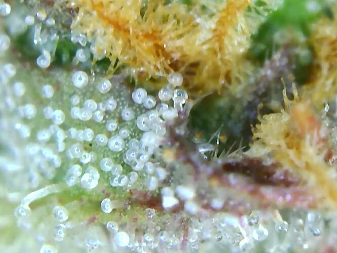Growreport Bild 22
