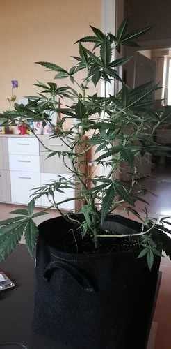 Growreport Bild 31