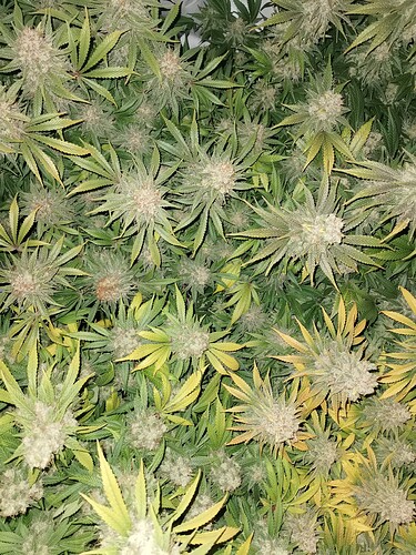 Growreport Bild 1
