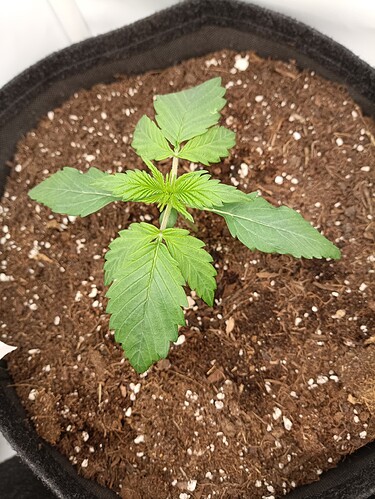 Growreport Bild 6