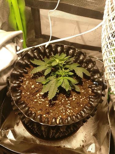 Growreport Bild 1
