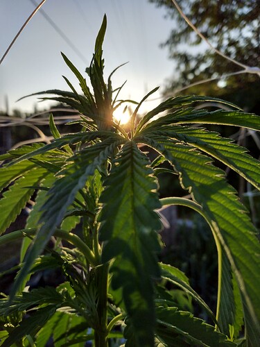 IMG_20230602_061632795_HDR1