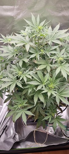 Growreport Bild 7