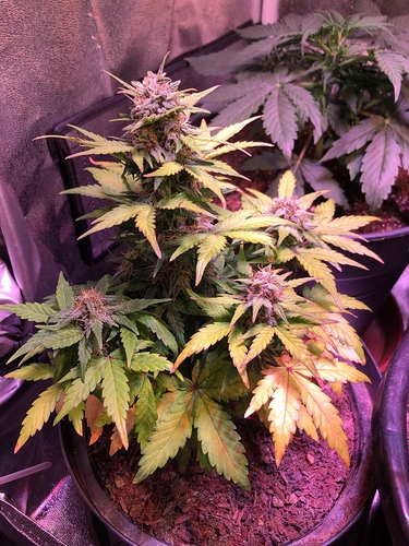 Growreport Bild 7